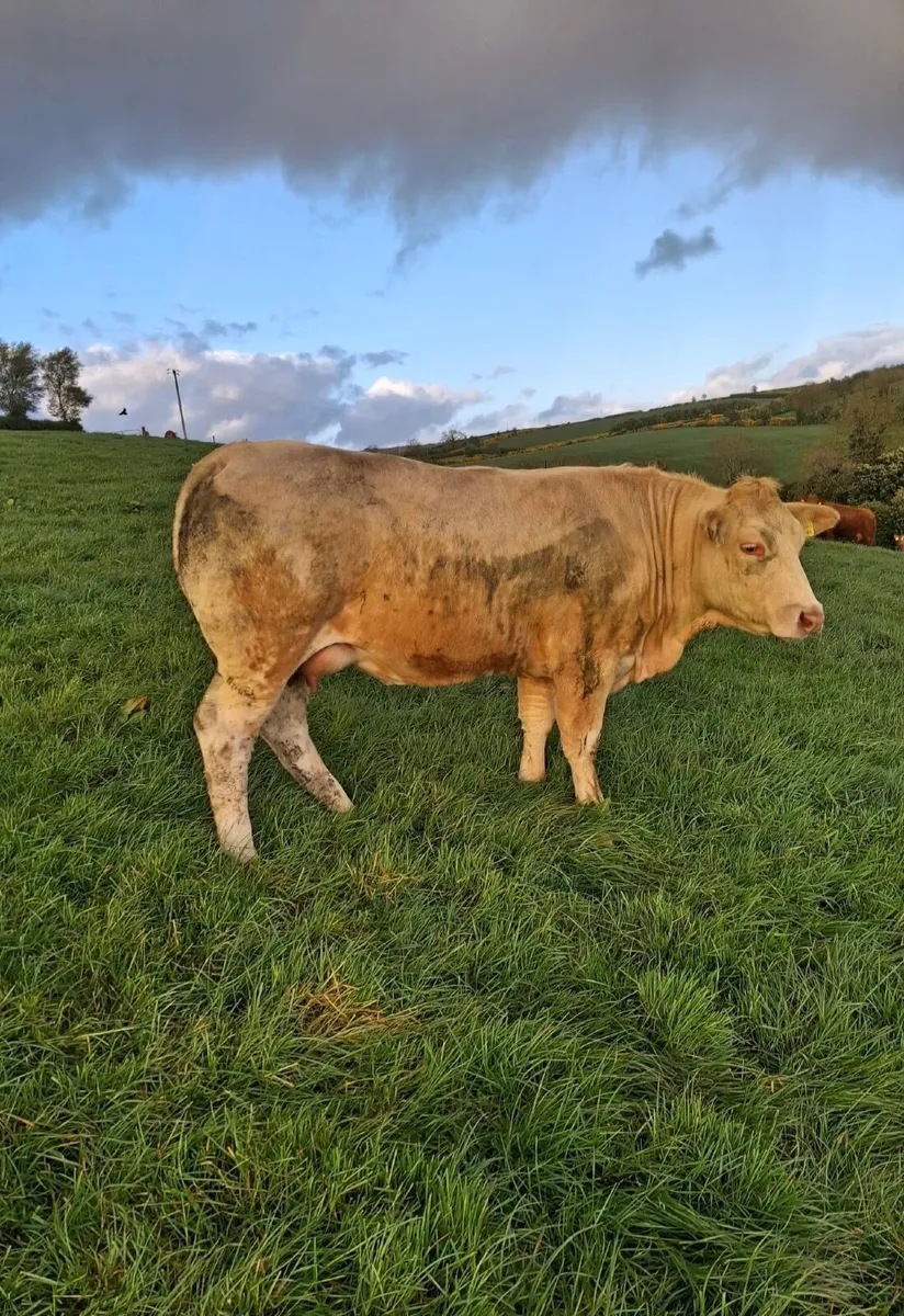 Heifers with calves at foot - Image 4