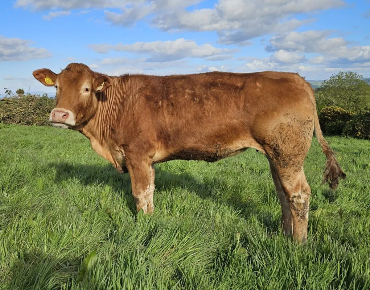 Purebred Limousin Heifer - Image 1