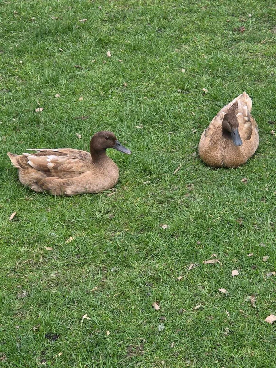Ducks - Image 1