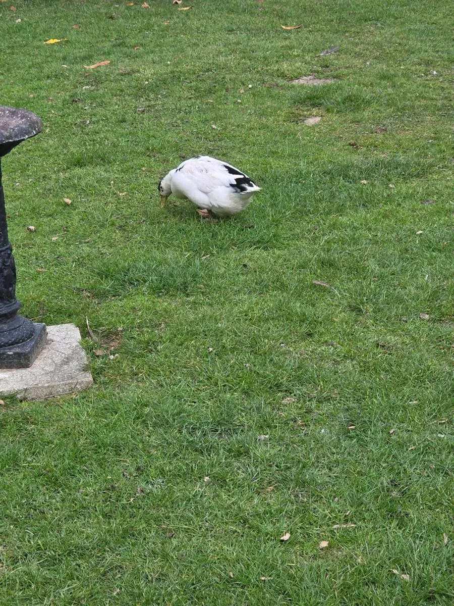 Ducks - Image 2