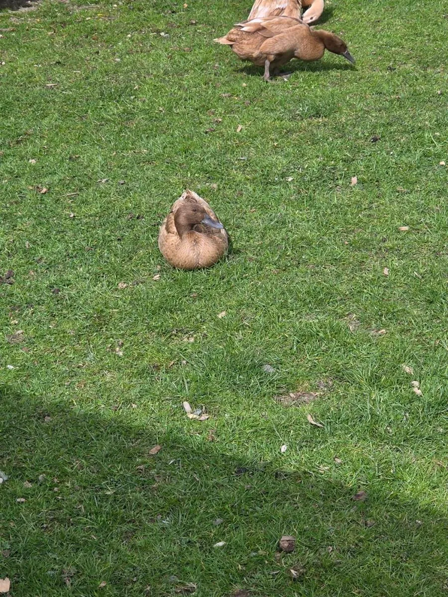 Ducks - Image 3