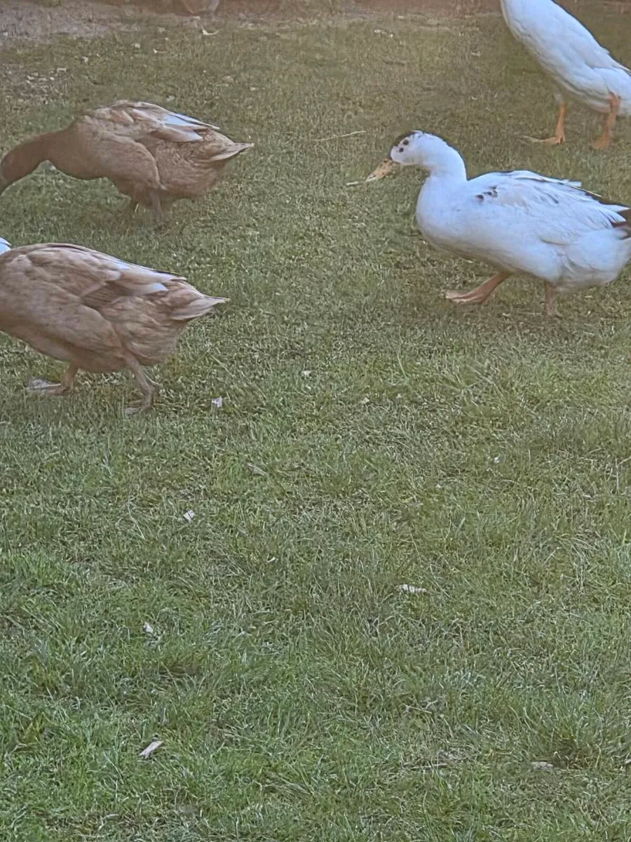 Ducks - Image 4