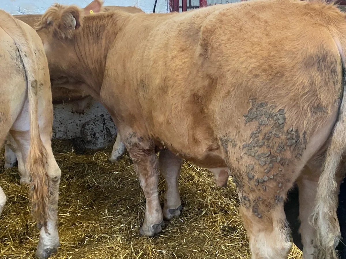 Charolais Bullocks - Image 2