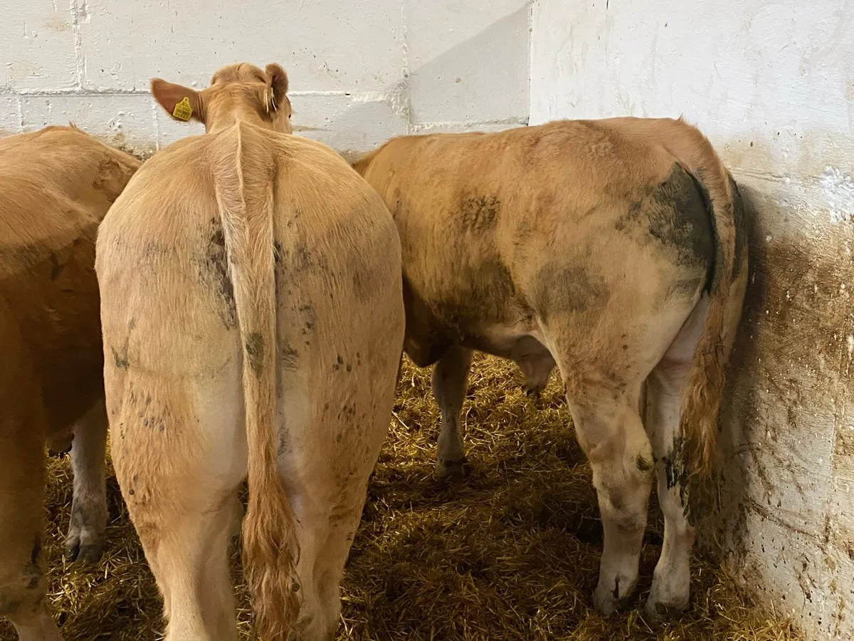 Charolais Bullocks - Image 3