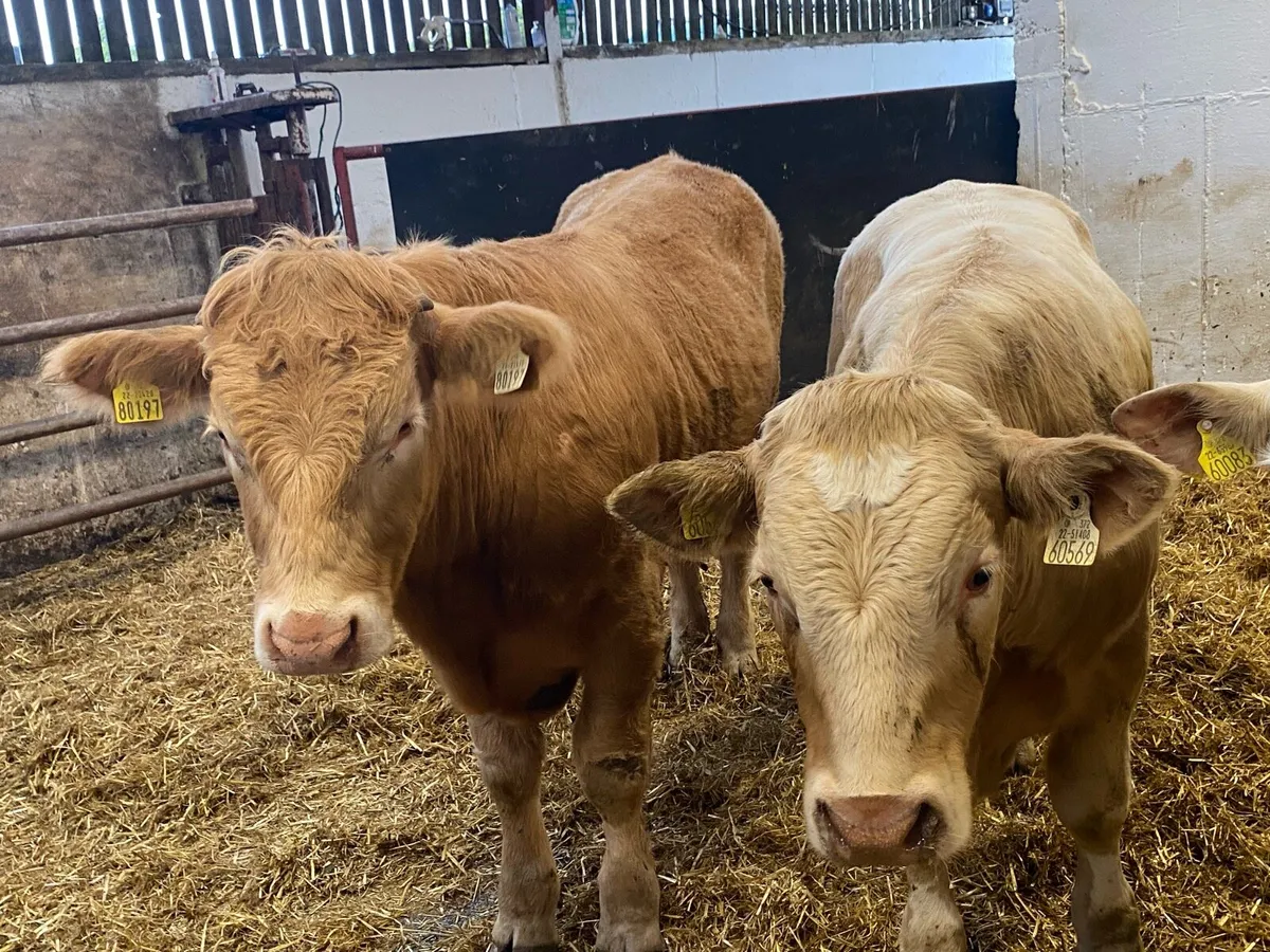 Charolais Bullocks - Image 4