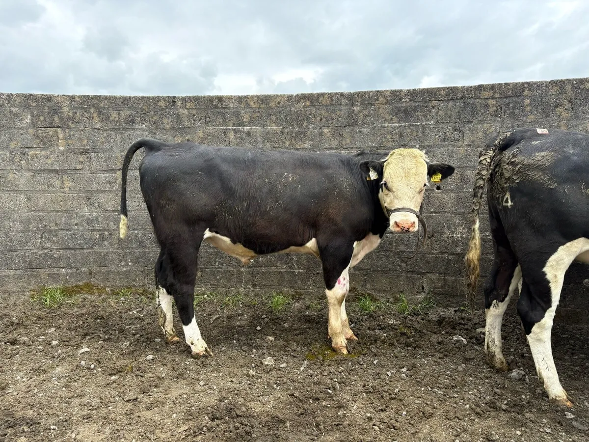 HE Vasectomised Bull - Image 2