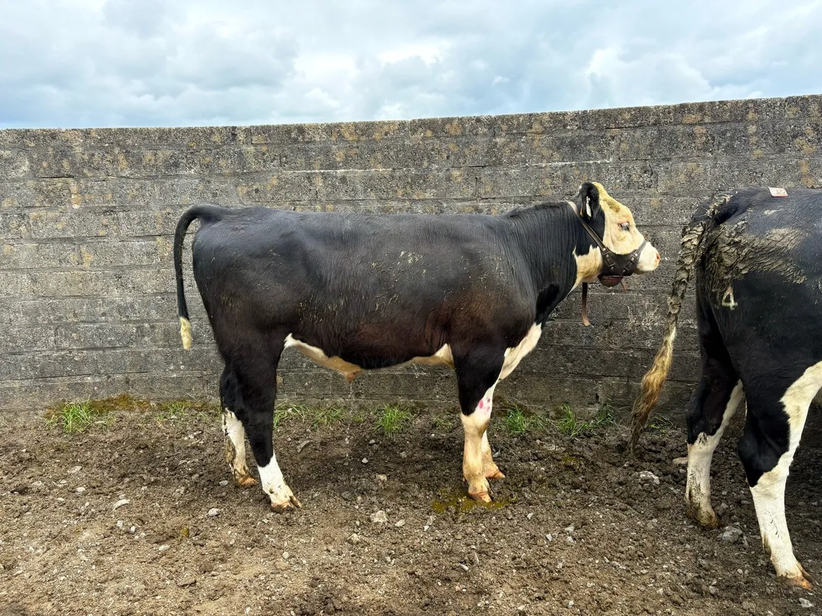 HE Vasectomised Bull - Image 1