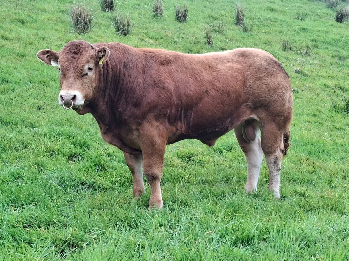 Ped reg lim bull - Image 1
