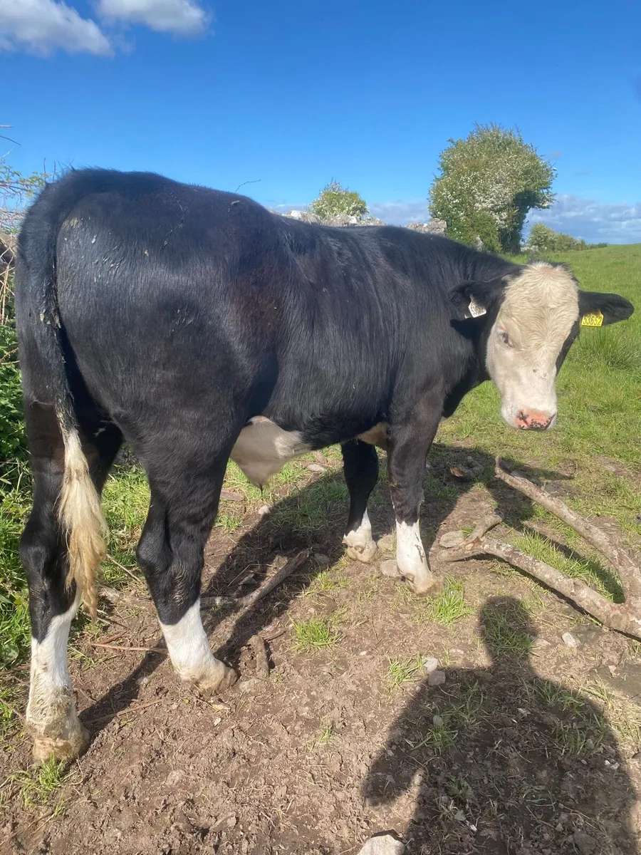 Hex & Angus bullocks - Image 1