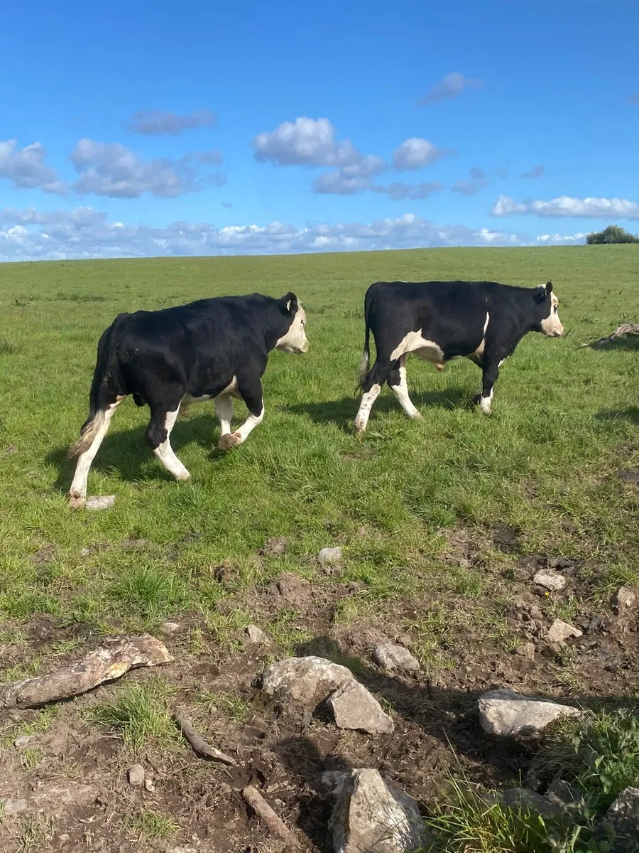 Hex & Angus bullocks - Image 2