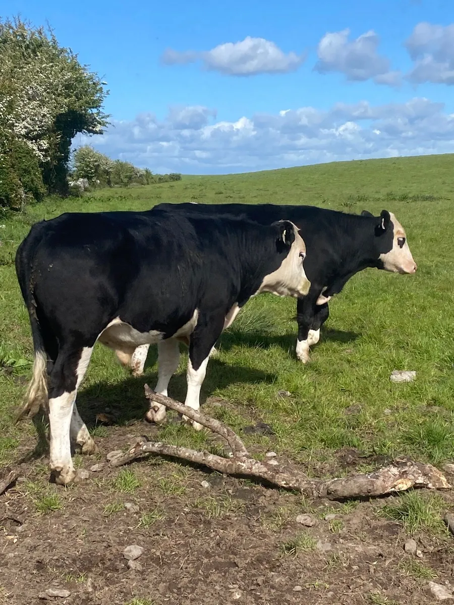 Hex & Angus bullocks - Image 3