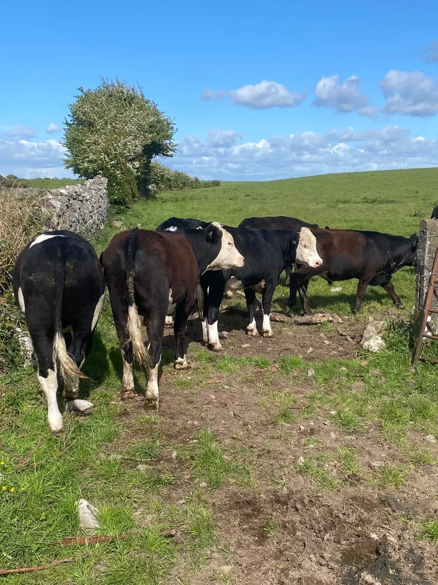 Hex & Angus bullocks - Image 4