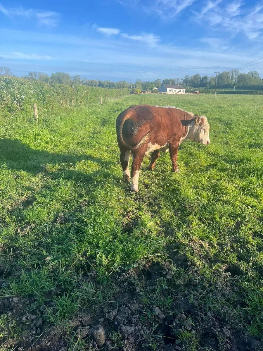 Bull - Image 3