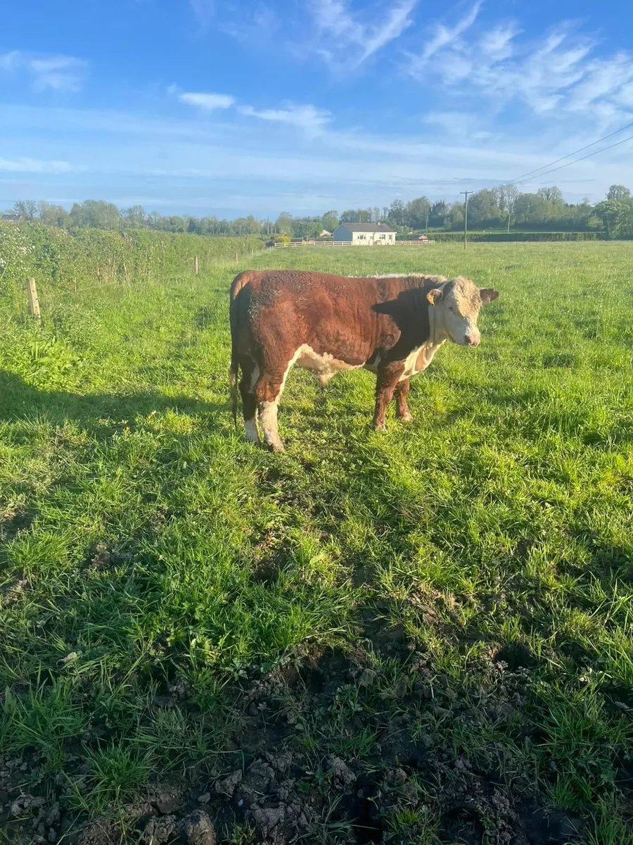 Bull - Image 4