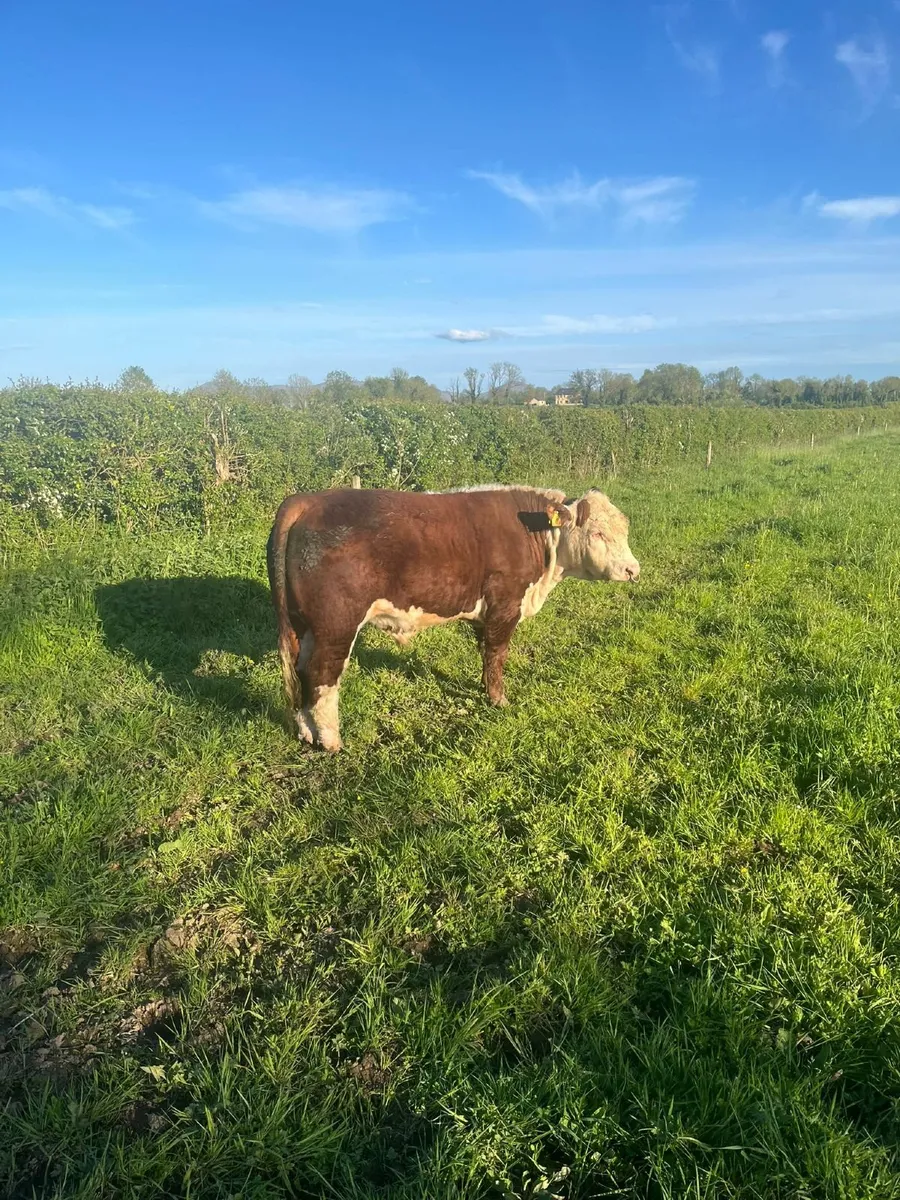 Bull - Image 2
