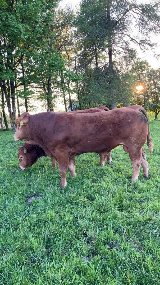 Limousin Bull Pure Bred - Image 1