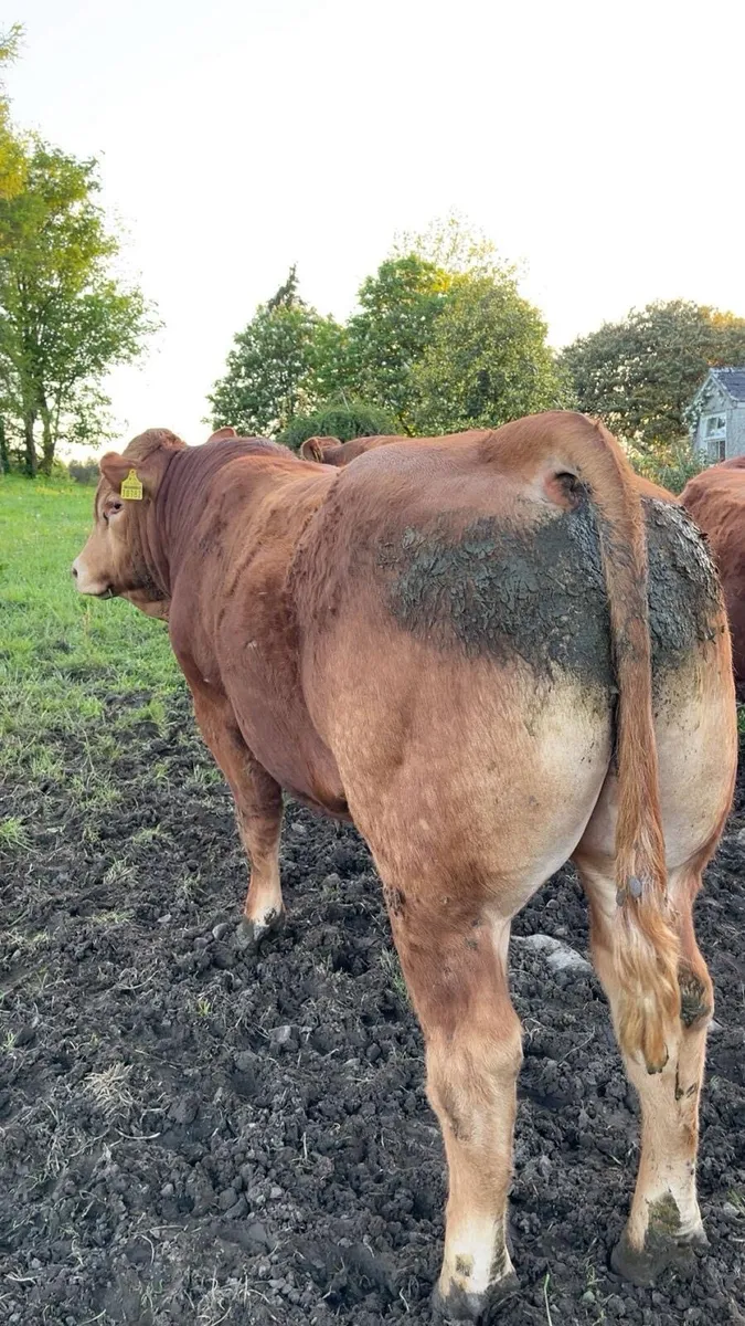 Limousin Bull Pure Bred - Image 3