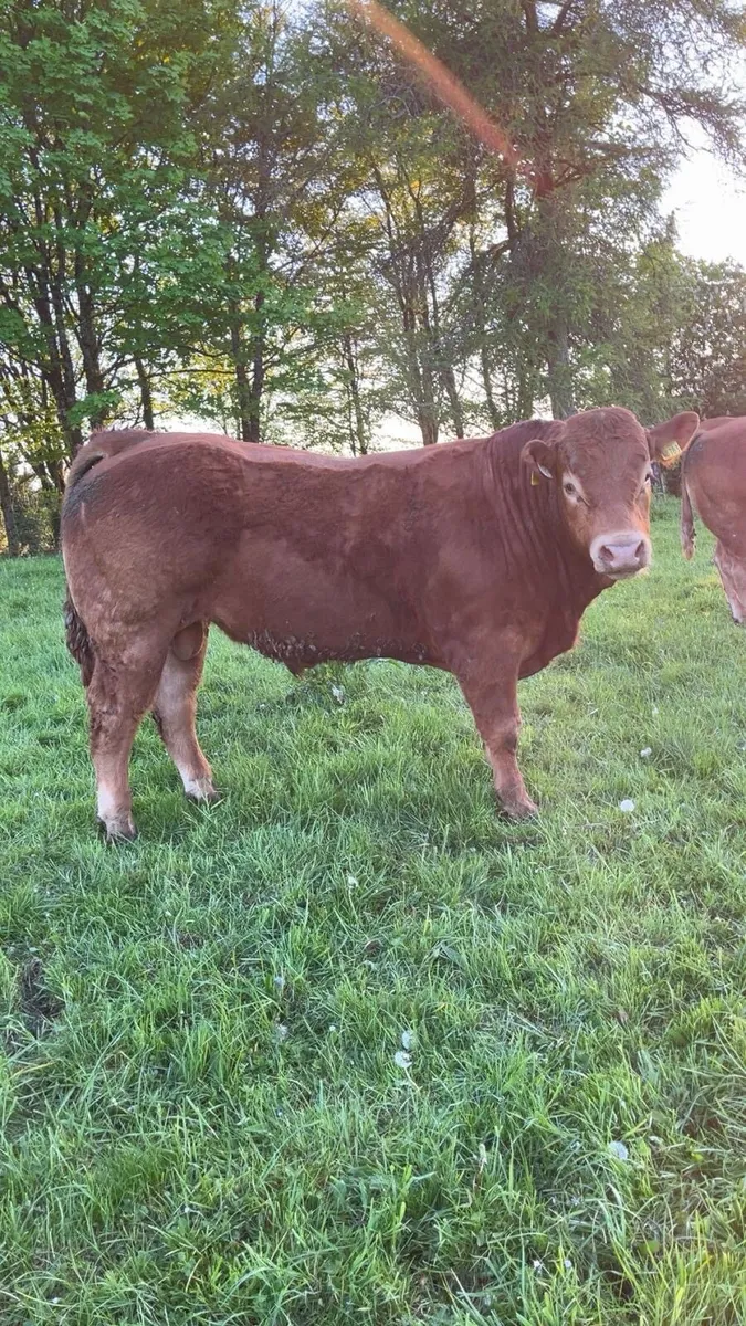 Limousin Bull Pure Bred - Image 2