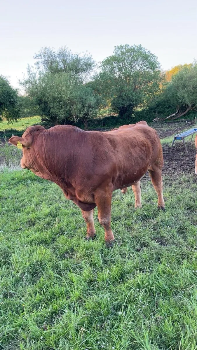 Limousin Bull Pure Bred - Image 4