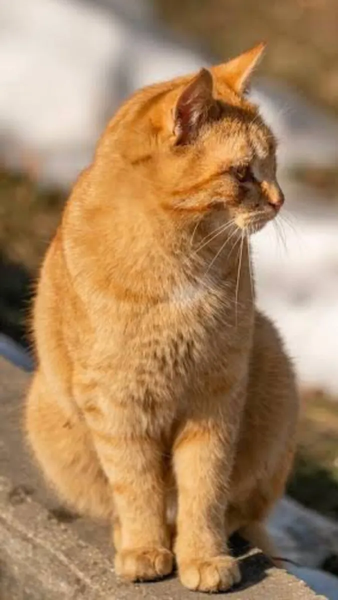 Kitten