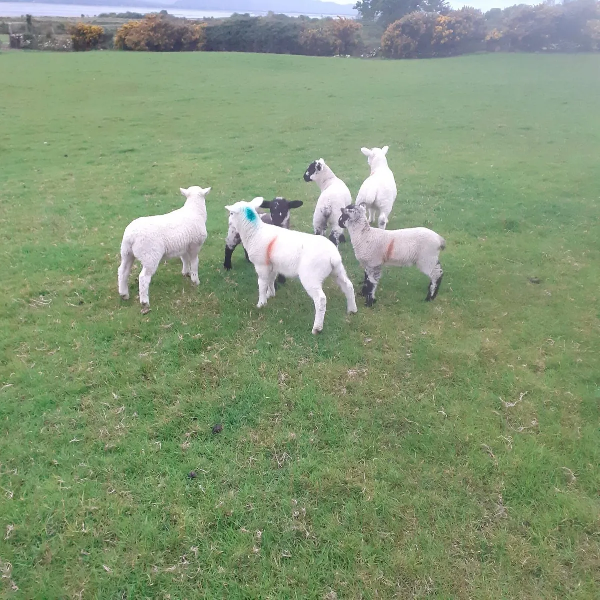 Ewes and lambs - Image 1