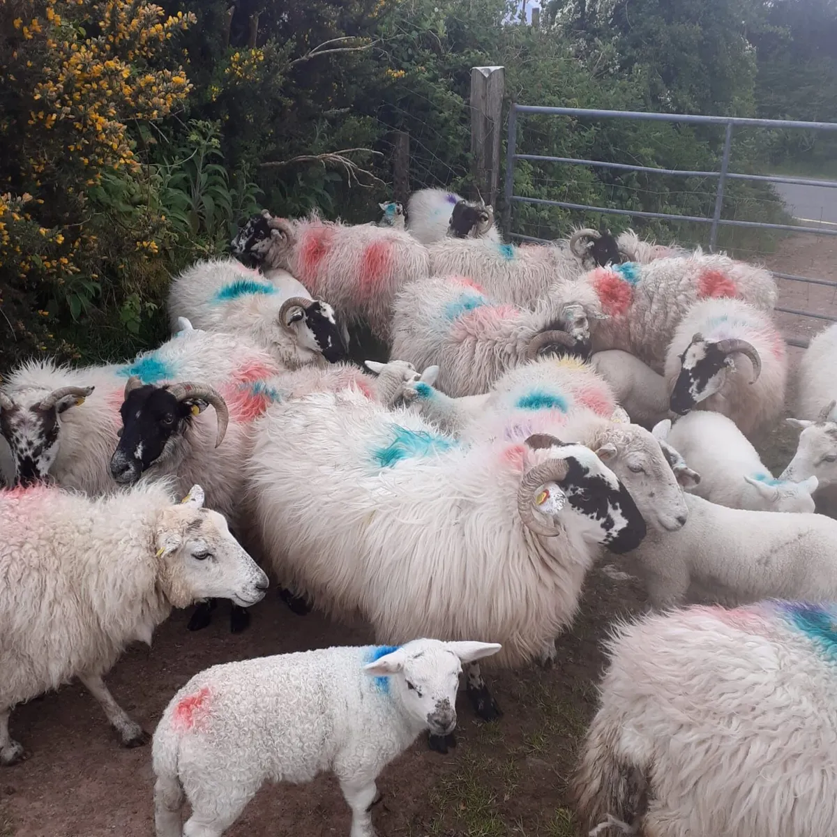 Ewes and lambs - Image 4