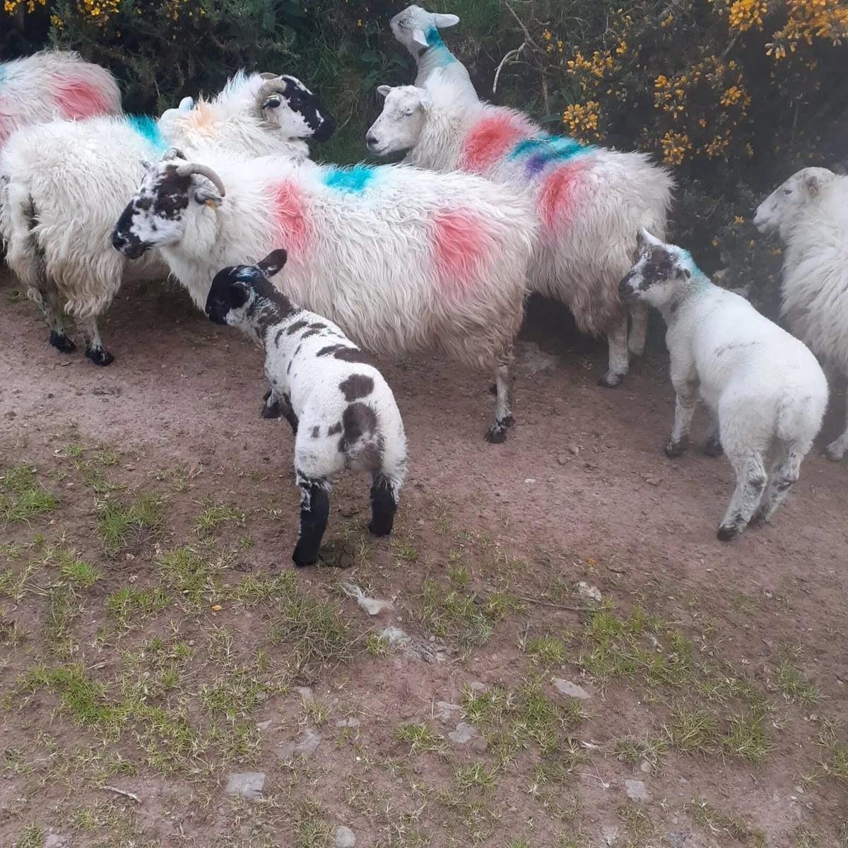 Ewes and lambs - Image 2