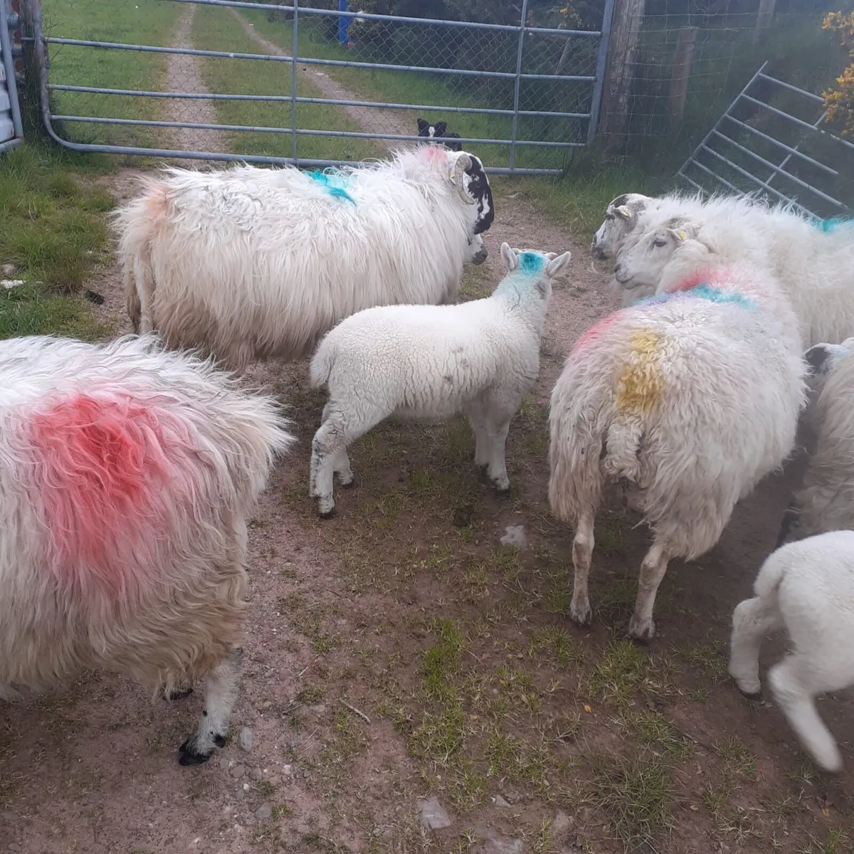 Ewes and lambs - Image 3