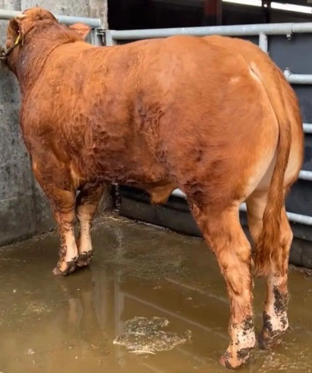 Pedigree Limousin Bull - Image 1