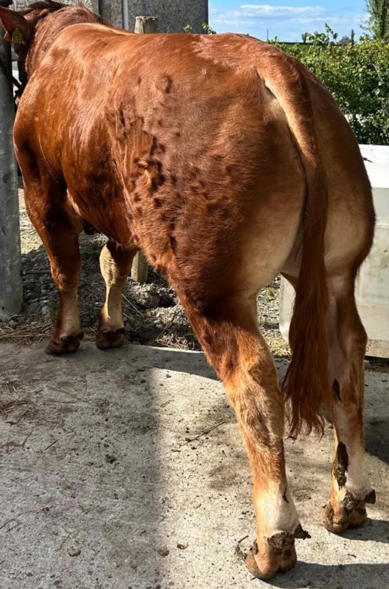 Pedigree Limousin Bull - Image 2