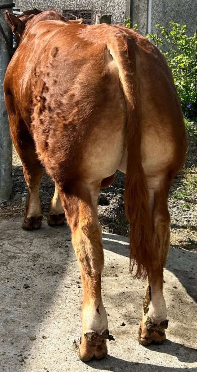 Pedigree Limousin Bull - Image 3