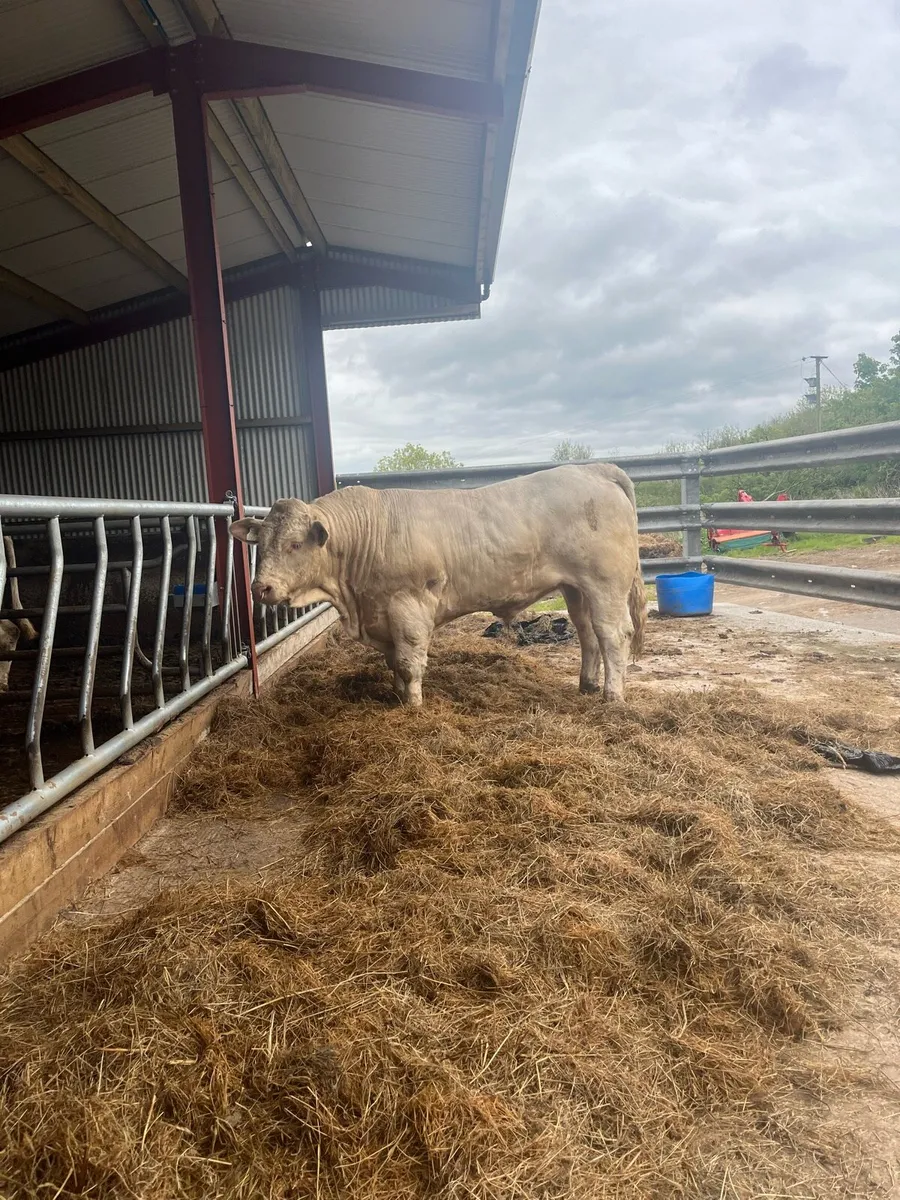Pure Bred registered Charolais Bull - Image 2