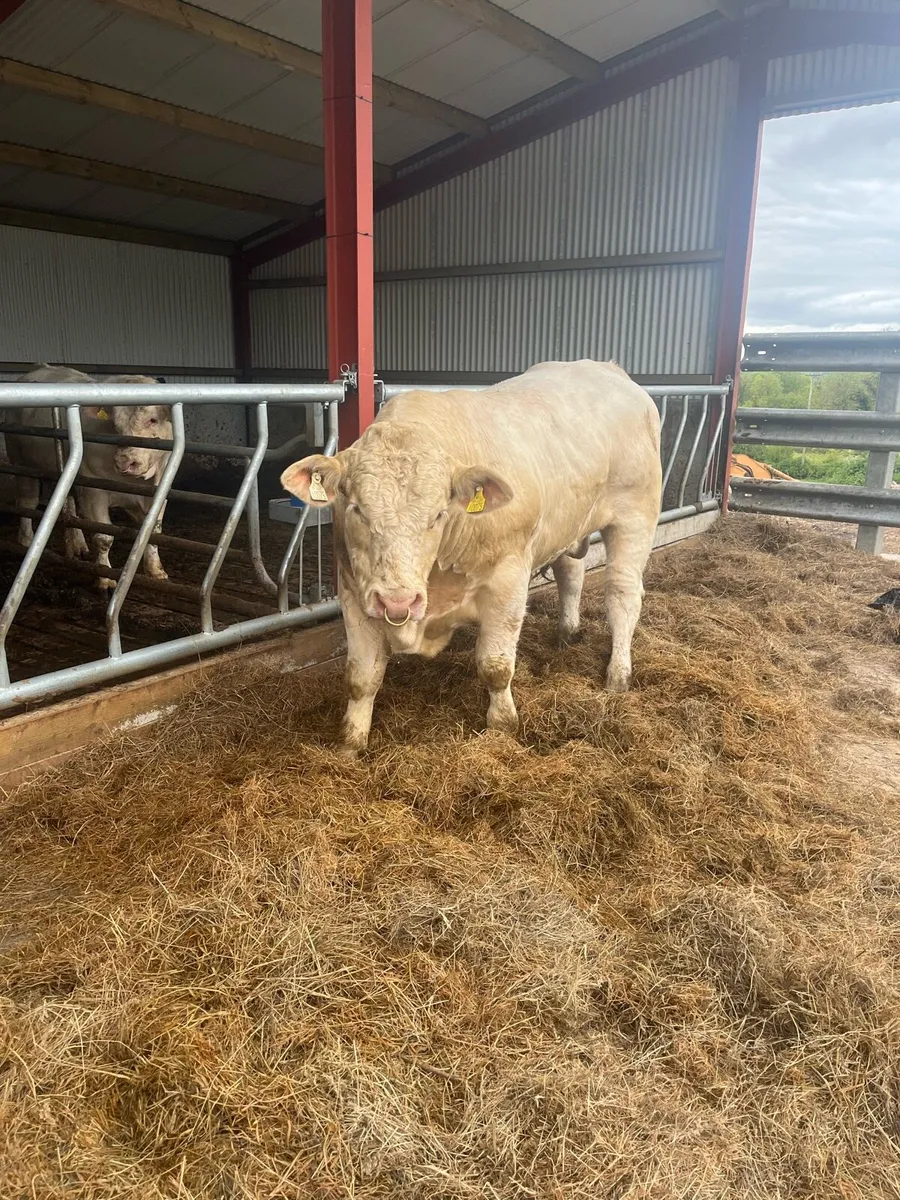 Pure Bred registered Charolais Bull - Image 3