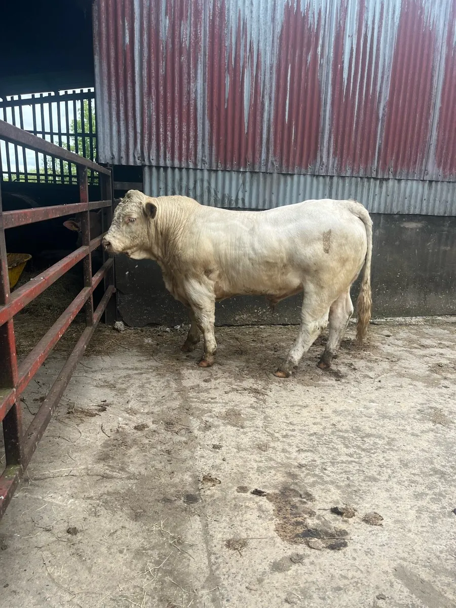 Pure Bred registered Charolais Bull - Image 4