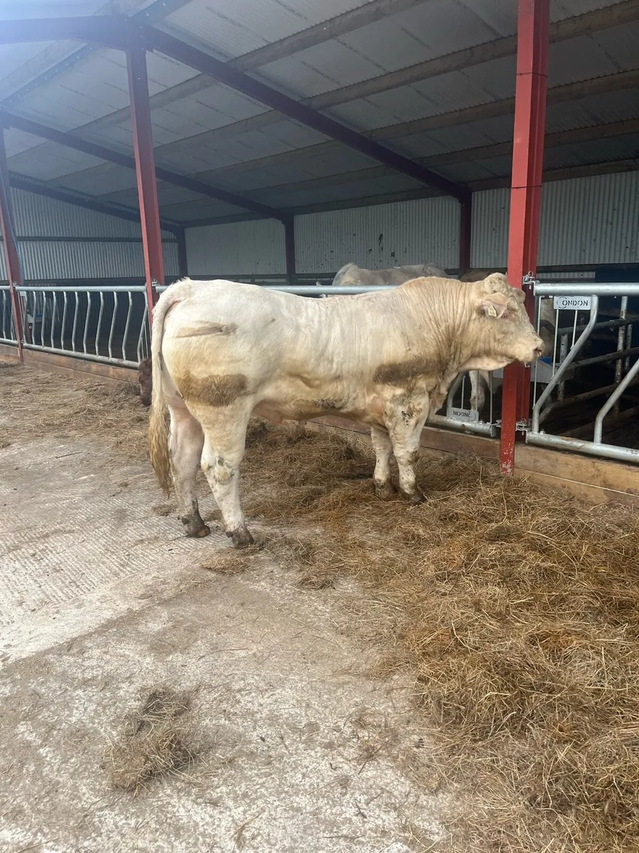 Pure Bred registered Charolais Bull - Image 1