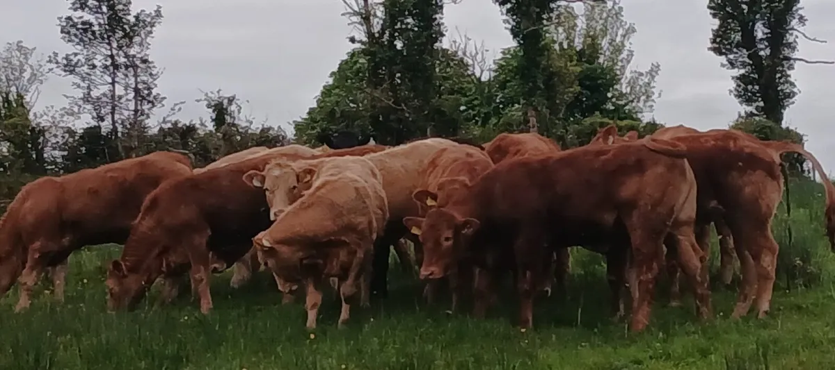 20 super U grade heifers - Image 1