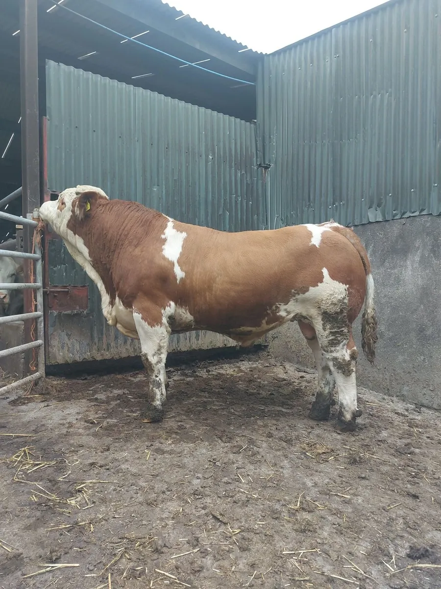 Pedigree simmental bull - Image 1