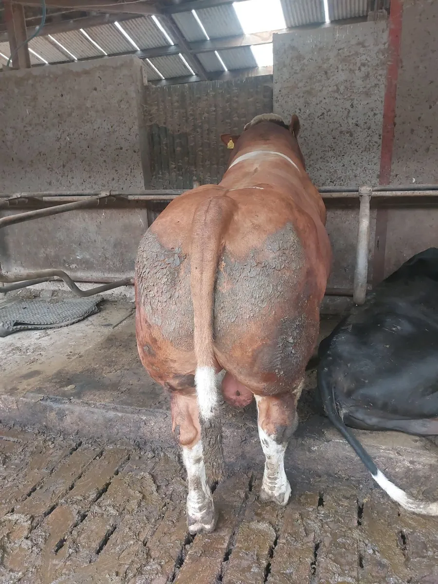 Pedigree simmental bull - Image 4