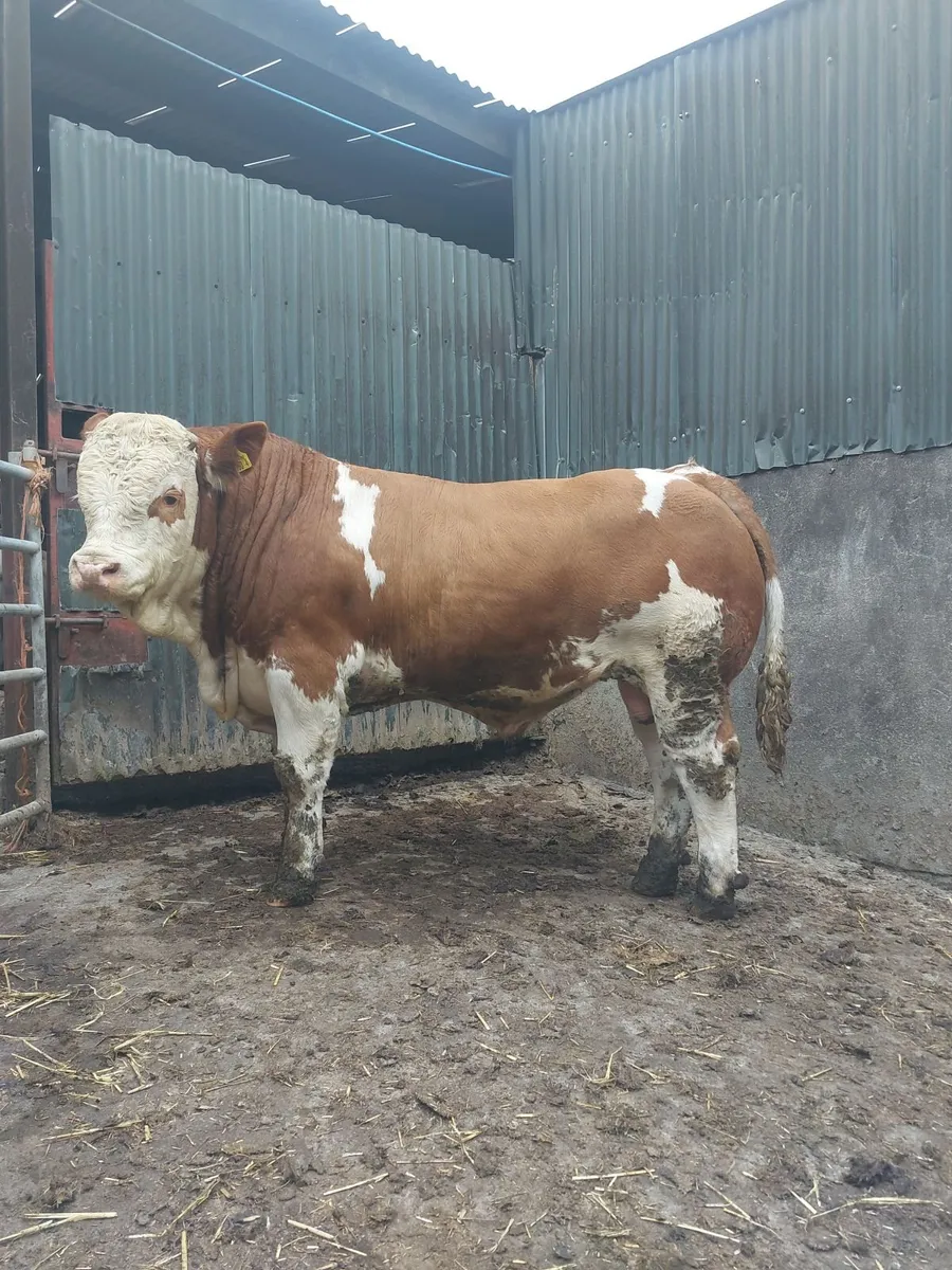 Pedigree simmental bull - Image 2