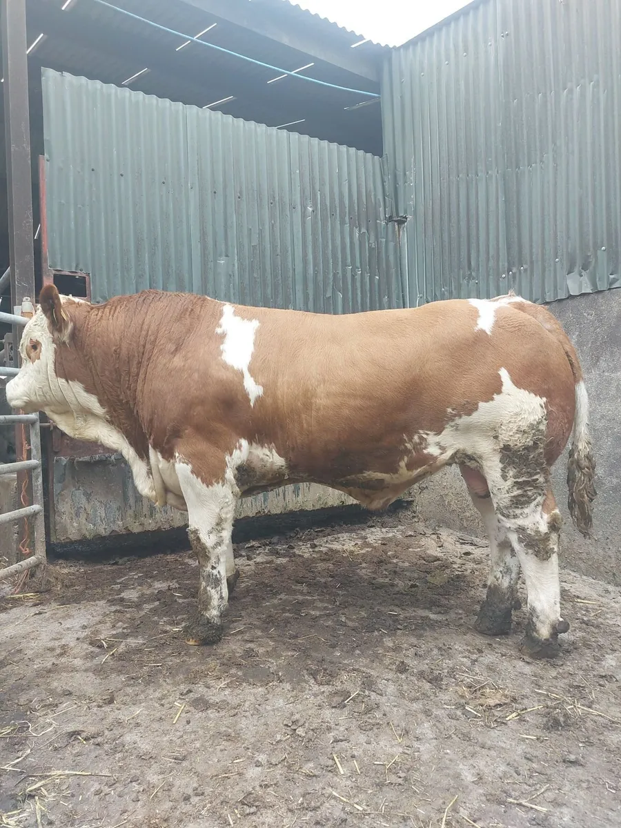 Pedigree simmental bull - Image 3