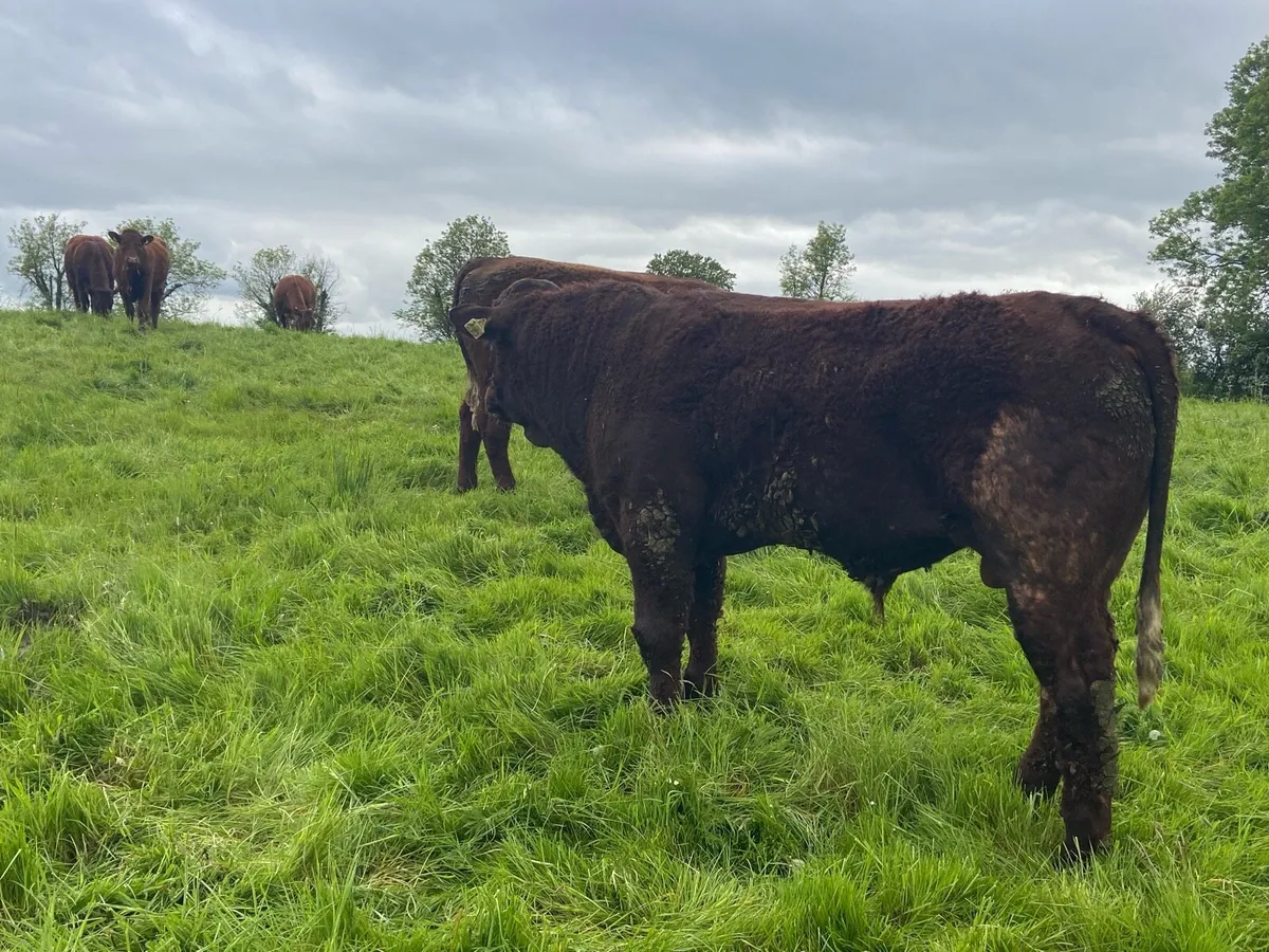 Saler Bull for Sale - Image 1