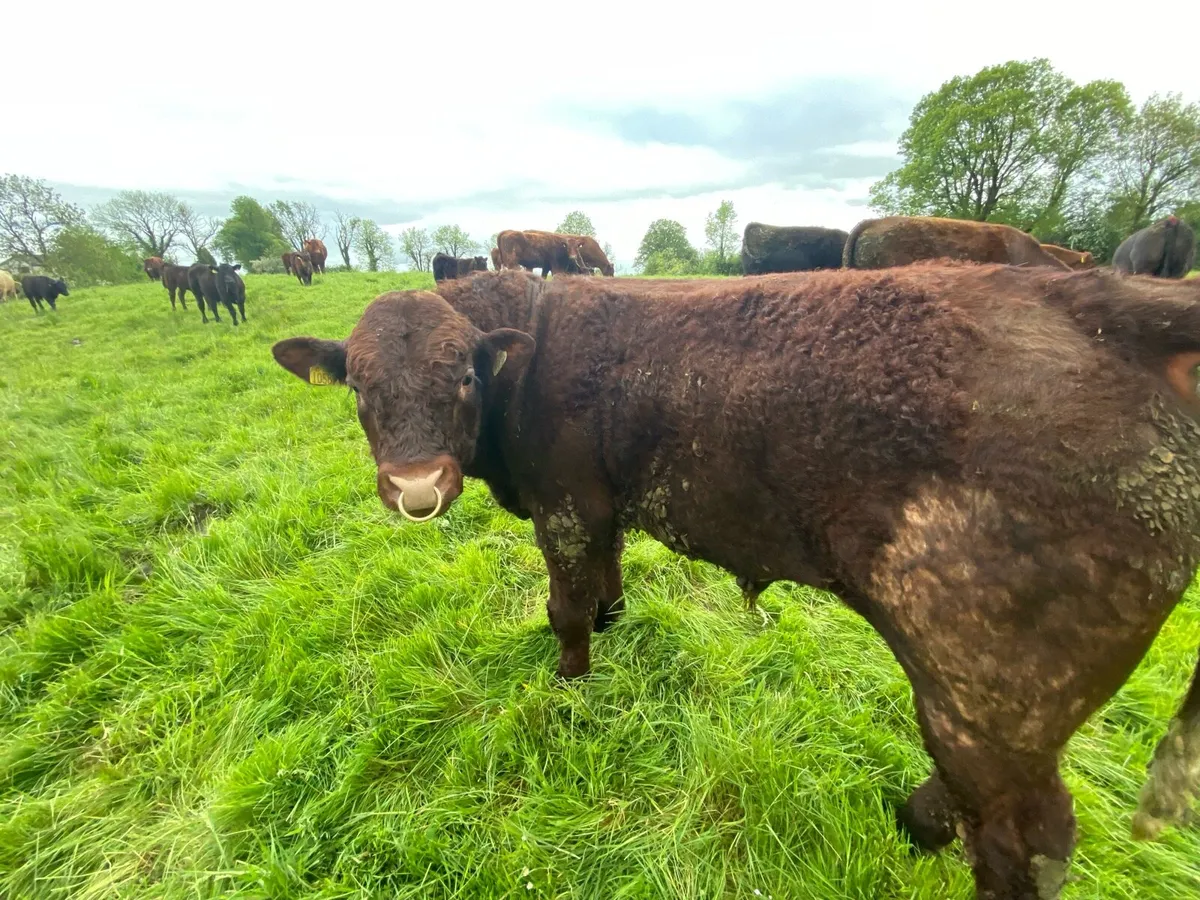 Saler Bull for Sale - Image 4