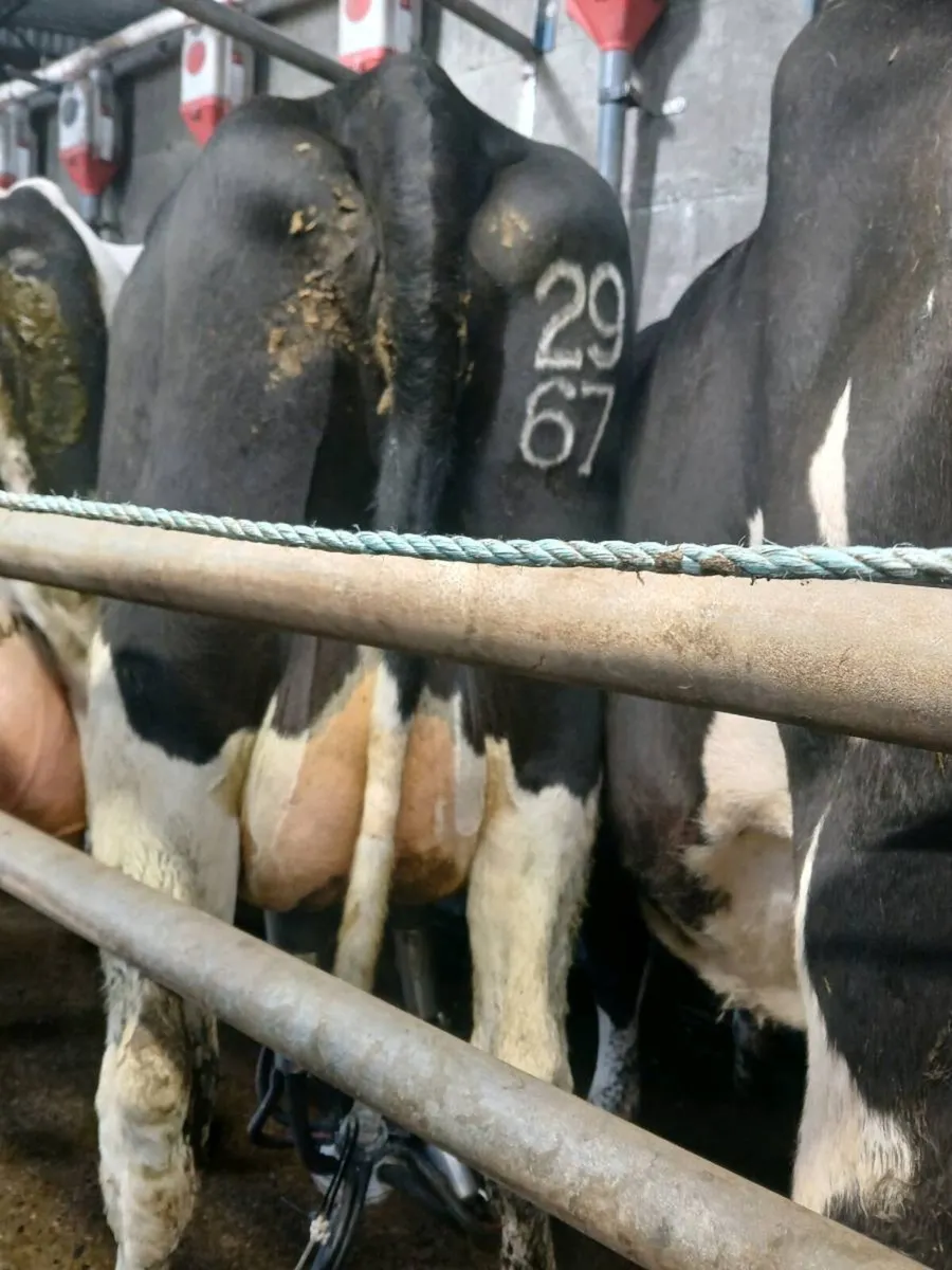 Milker / suckler - Image 1