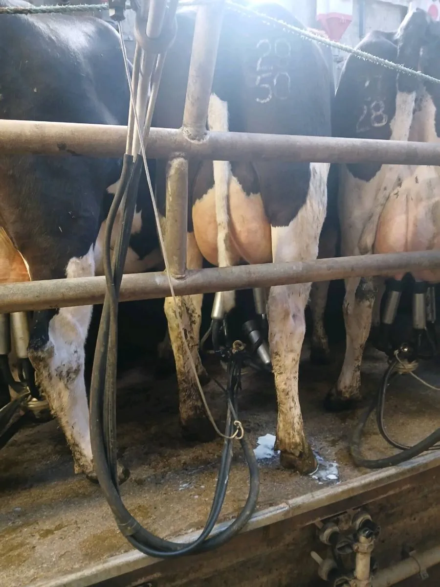 Milker / suckler - Image 2
