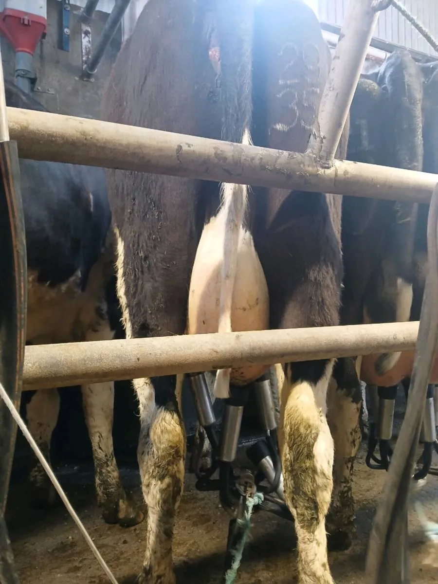 Milker / suckler - Image 3