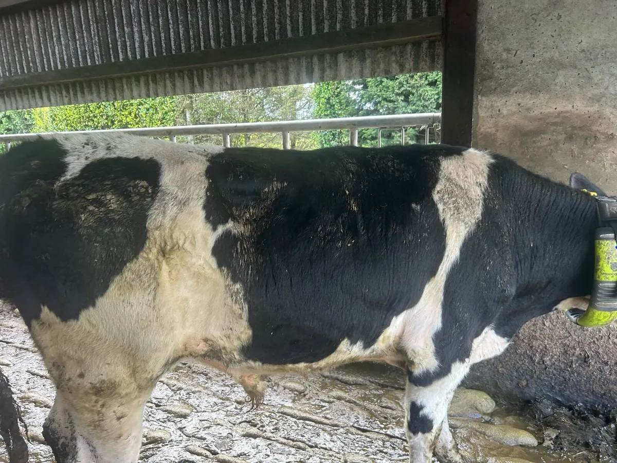 Vasectomised bull - Image 1