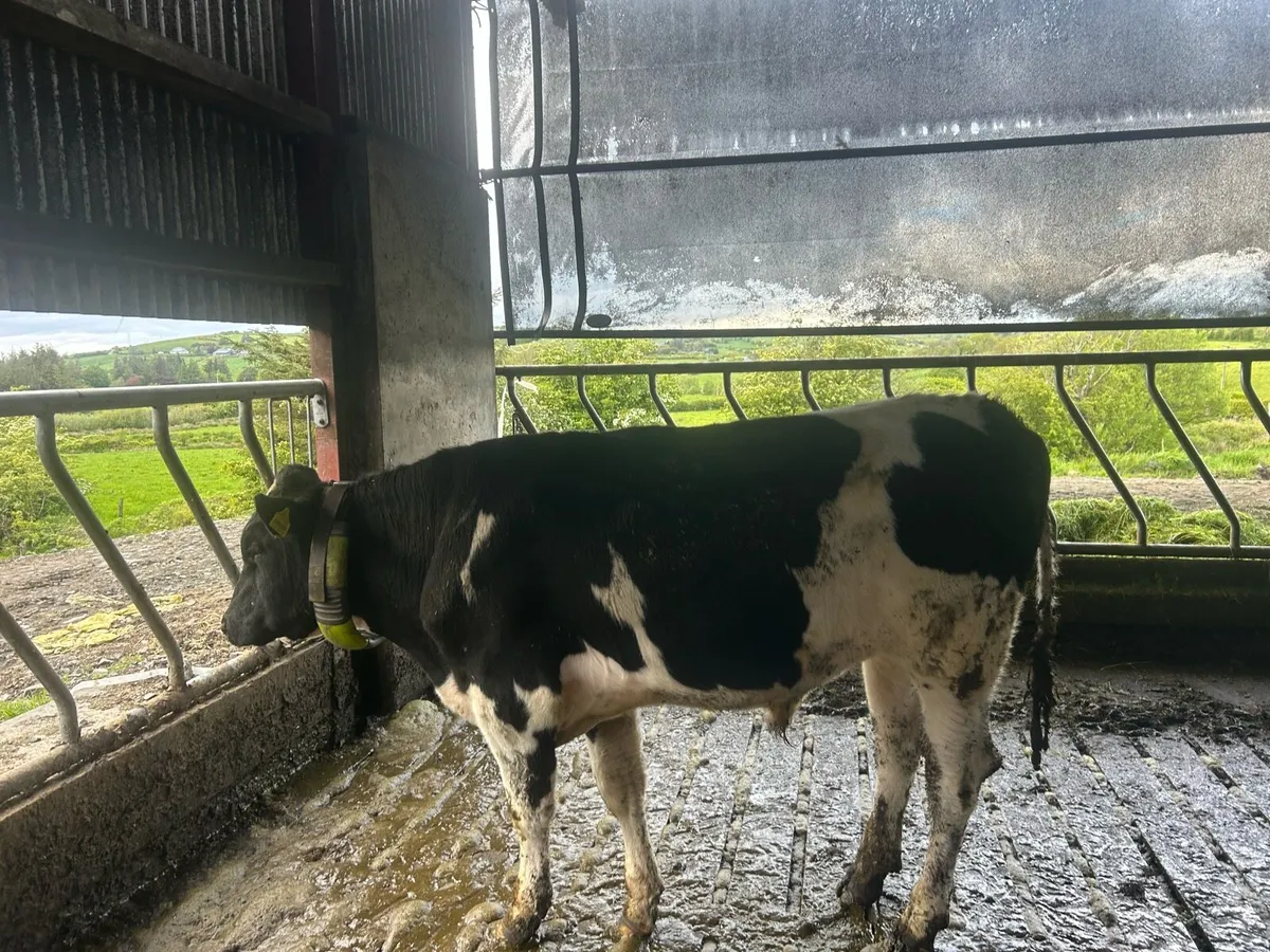 Vasectomised bull - Image 2