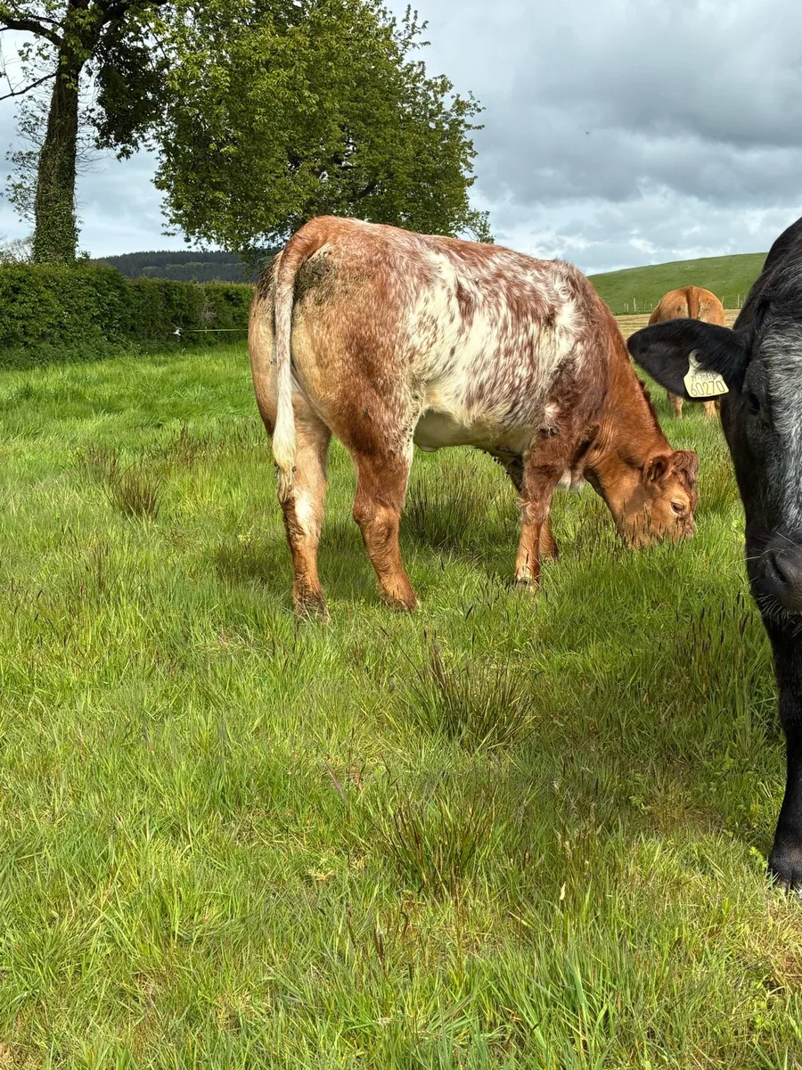 🌟Exceptional Roan Heifer's🌟 - Image 1