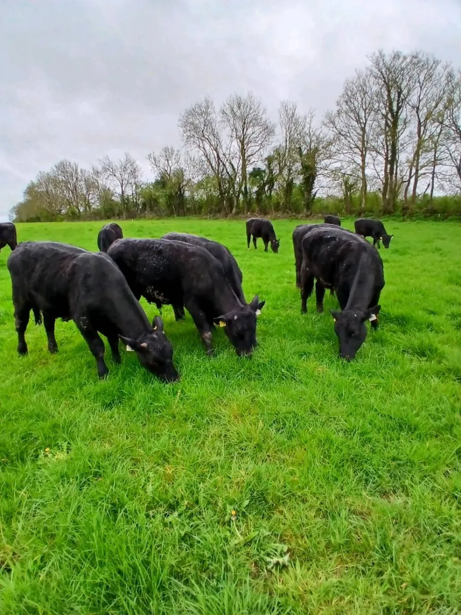 10 Angus Bullocks - Image 1