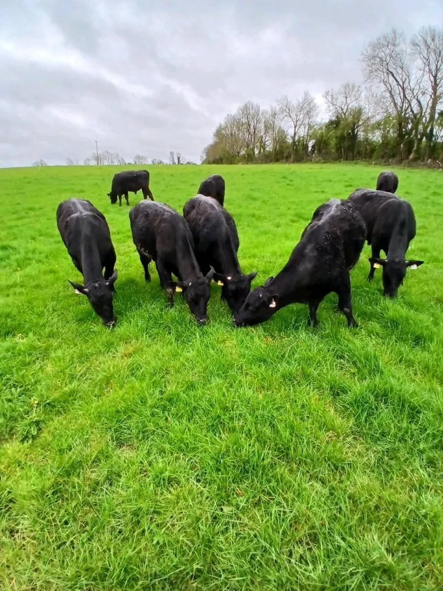 10 Angus Bullocks - Image 2